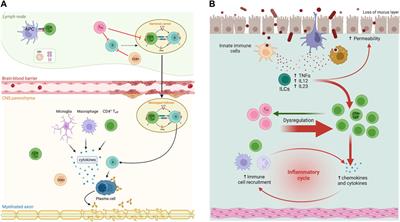 Impact of Anti-CD20 therapies on the immune homeostasis of gastrointestinal mucosa and their relationship with de novo intestinal bowel disease in multiple sclerosis: a review